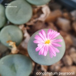 насіння conophytum pearsonii ПАР seeds