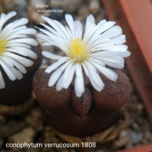 насіння conophytum verrucosum Kouberg  (1808) seeds