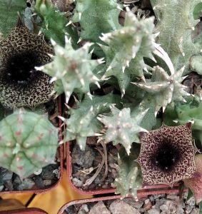 Huernia whitesloaniana -пагони-