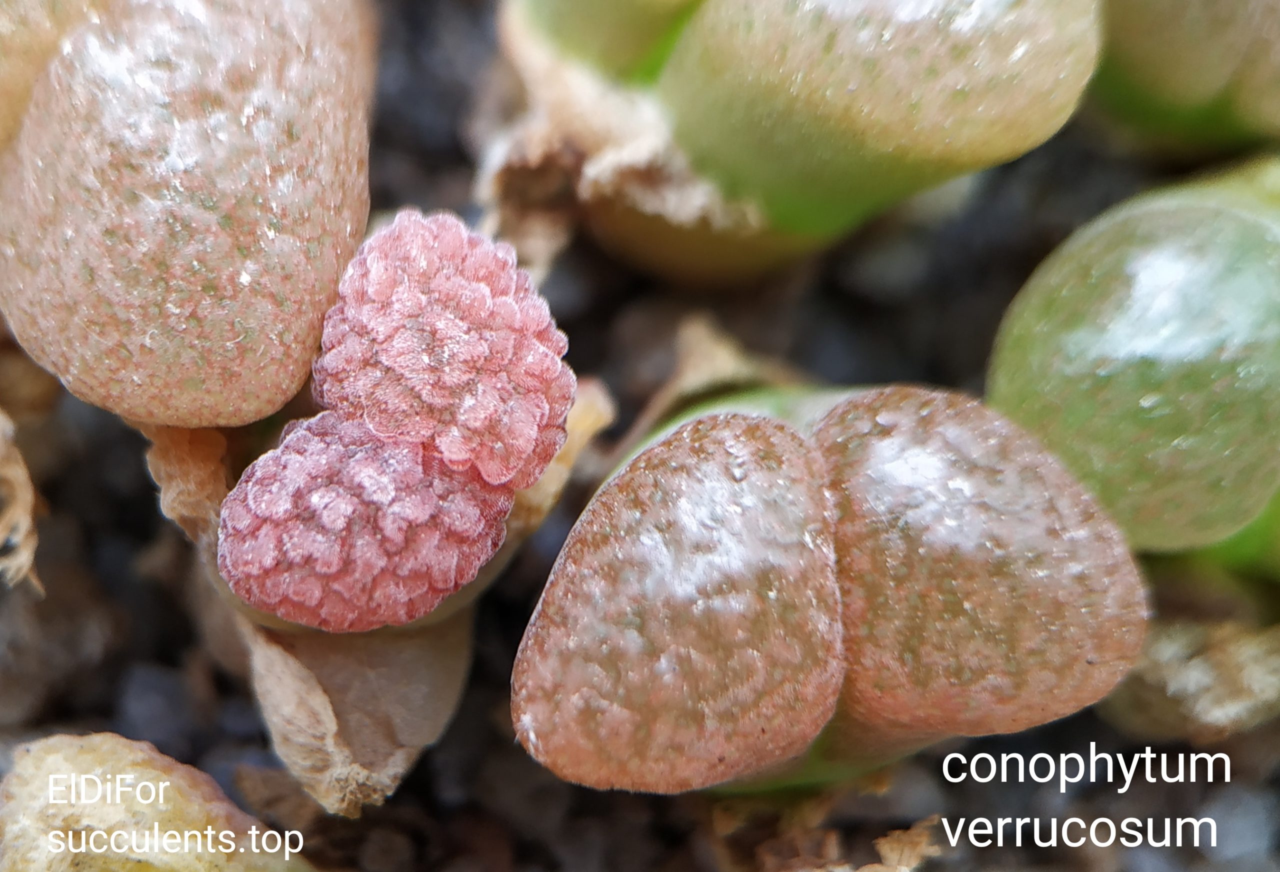 насіння conophytum verrucosum seeds