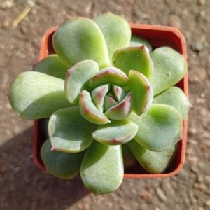 Echeveria Apus hybr