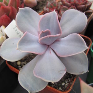 Echeveria Trompette