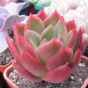 Echeveria Gilva