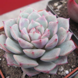 Echeveria  Panda Face