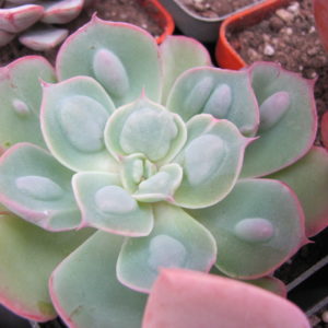 Echeveria   Raindrops