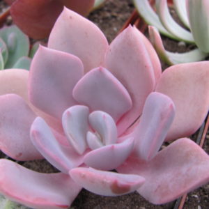 Echeveria   Debbie