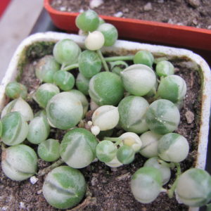 Senecio  rowleyanus variegata