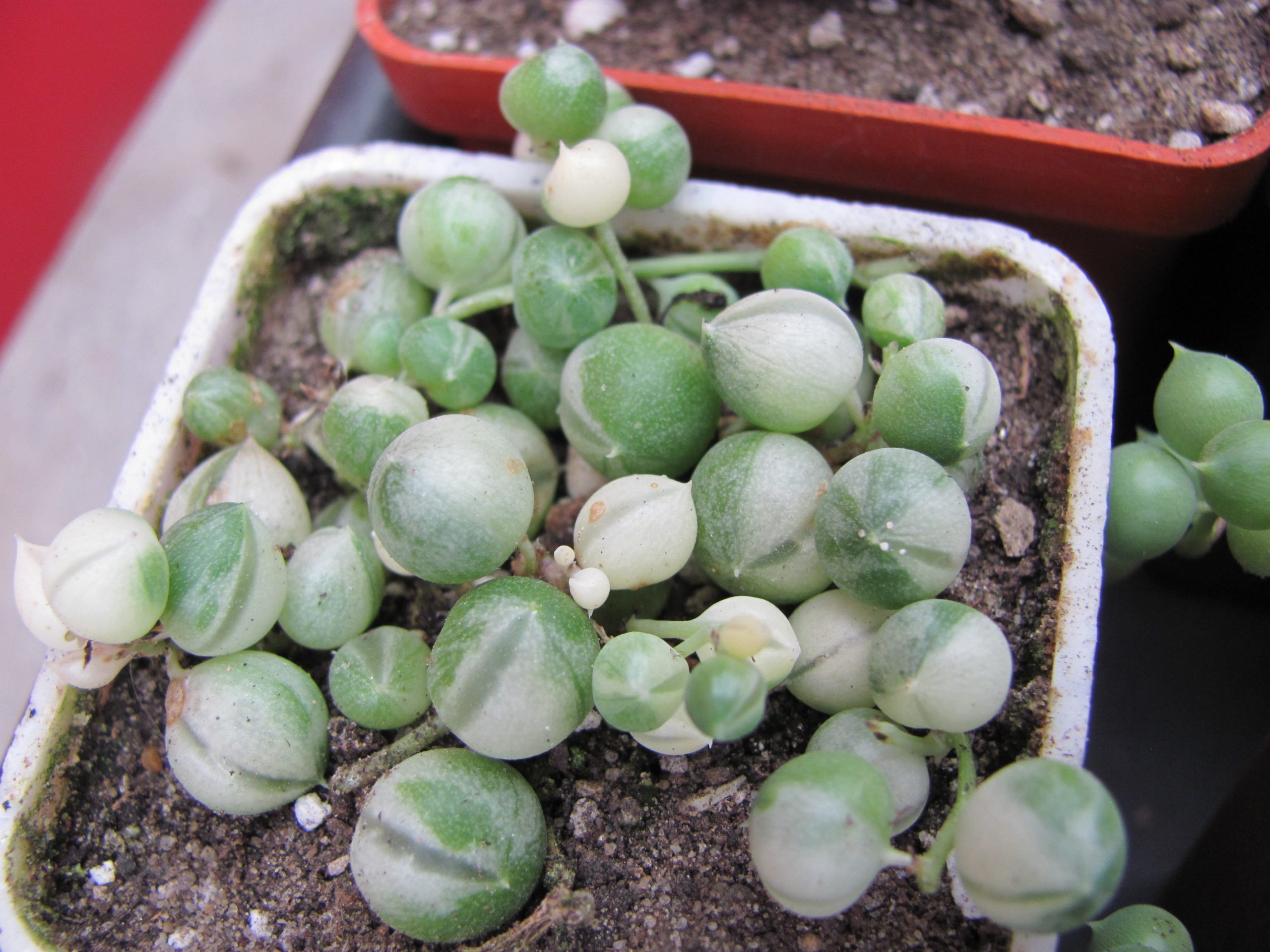 Senecio  rowleyanus variegata