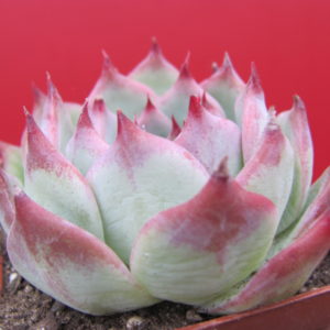 Echeveria  chihuahuensis  Ruby Blush
