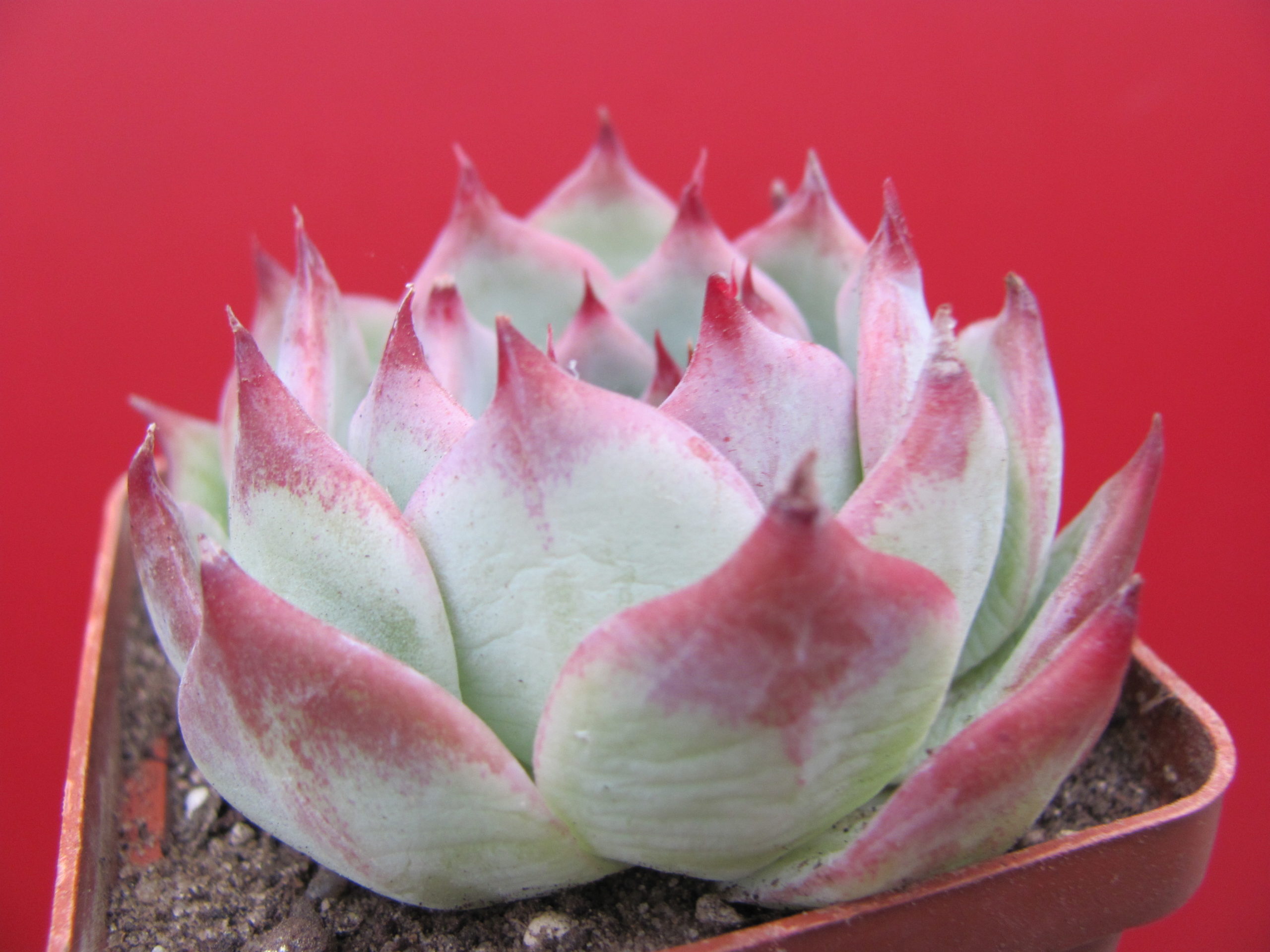 Echeveria  chihuahuensis  Ruby Blush