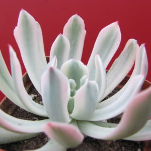 Echeveria hoveyi variegata