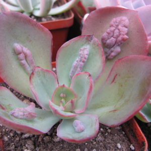 Echeveria   Baron Bold