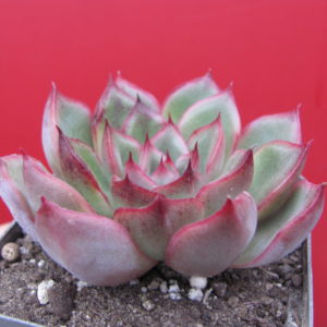 Echeveria   sp.
