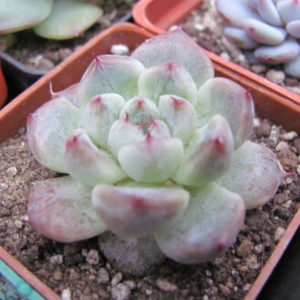 Echeveria    *compacta*      (  hybrid Lipskiy )