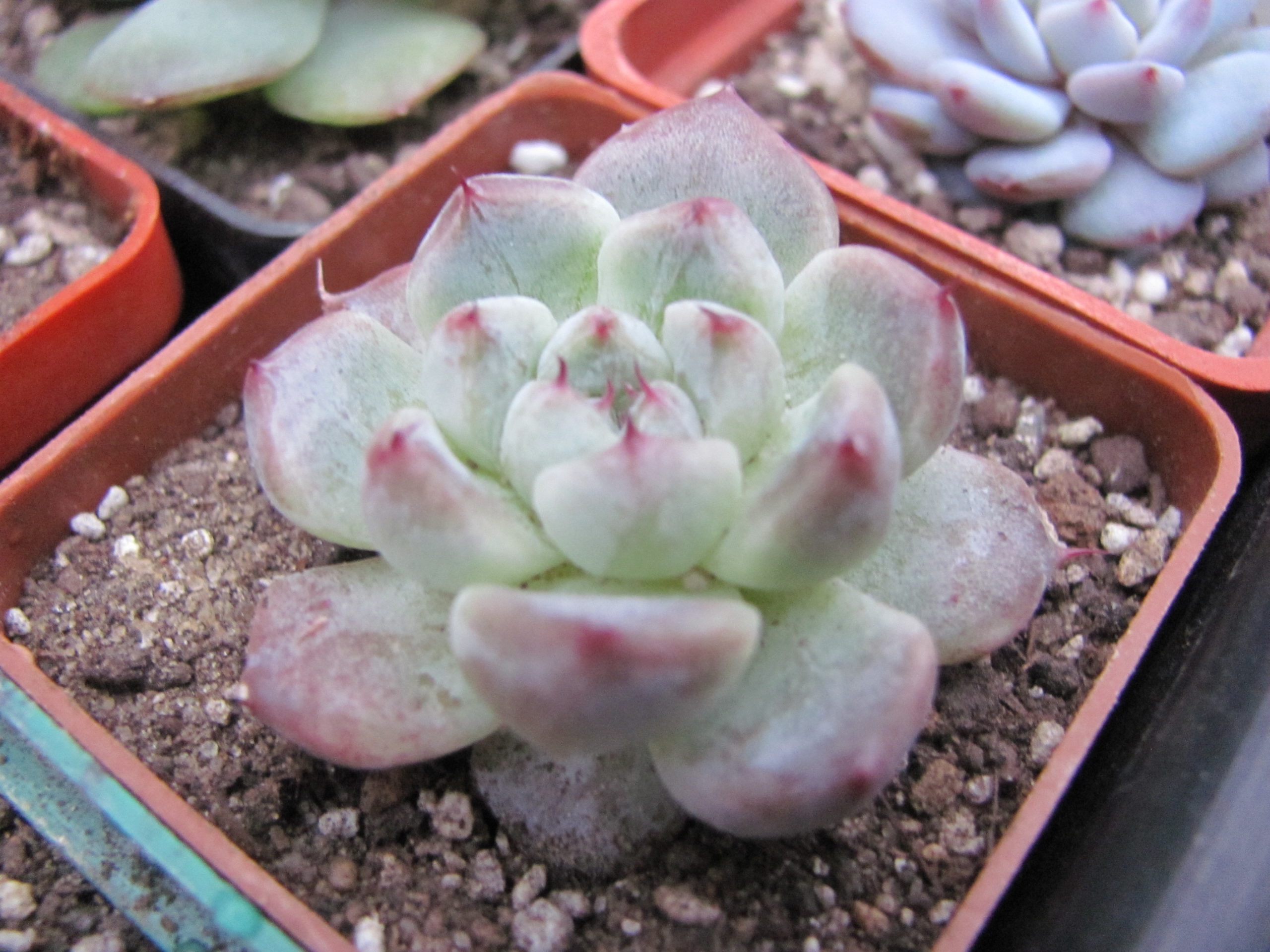 Echeveria    *compacta*      (  hybrid Lipskiy )