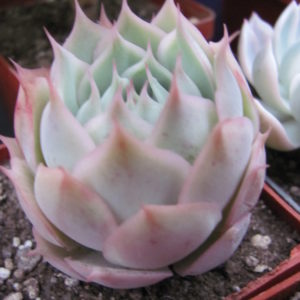 Echeveria     Laguna     Sanchez   hybr.