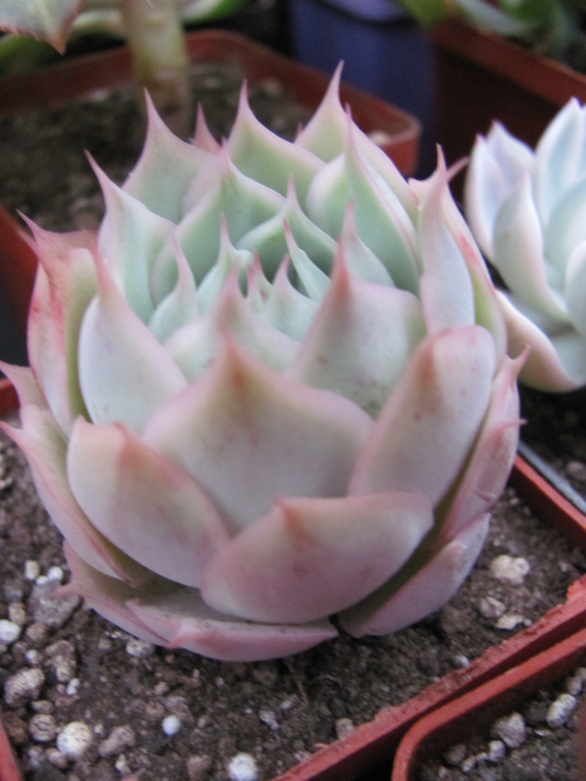 Echeveria     Laguna     Sanchez   hybr.