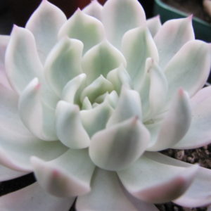 Echeveria  *Royal Chrysanthemum *  variegata