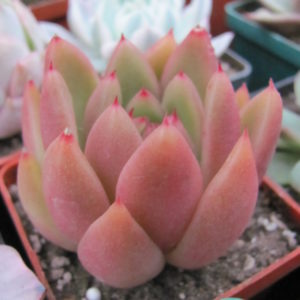 Echeveria   Frank   Reinelt