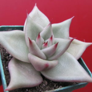 Echeveria   Romeo