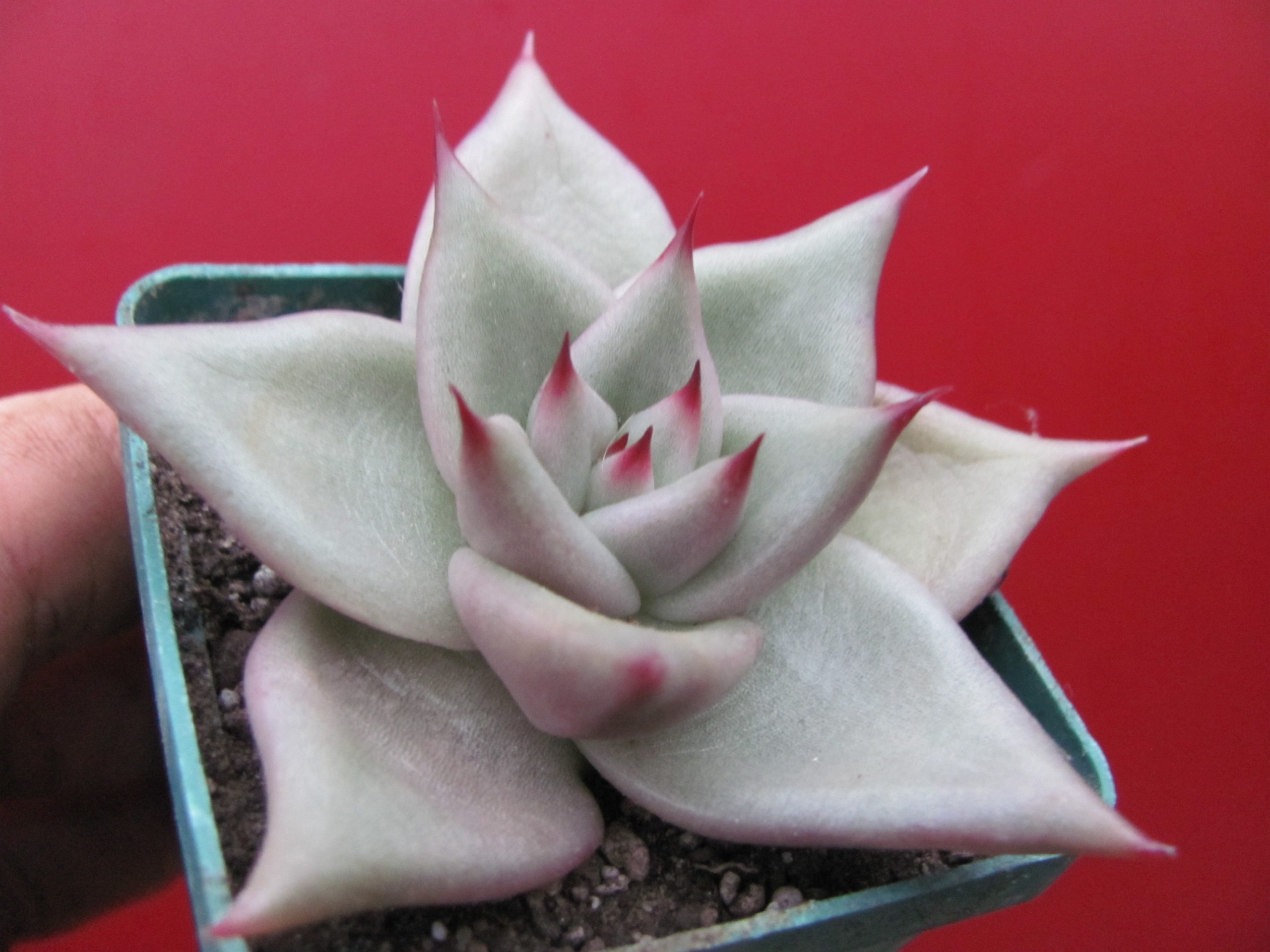 Echeveria   Romeo