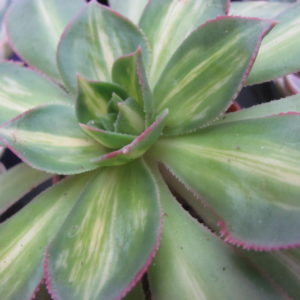 Aeonium Moonburst variegata