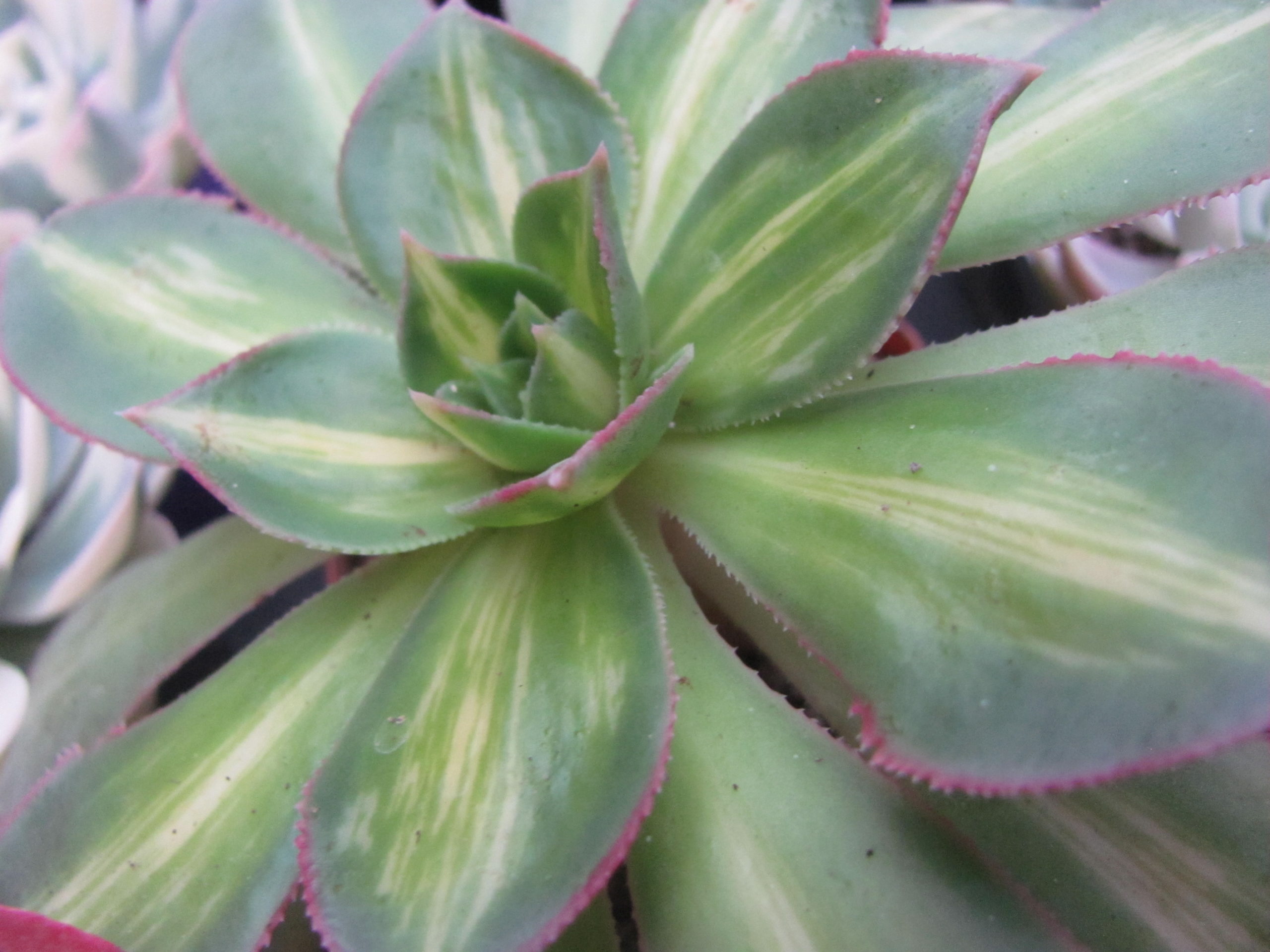 Aeonium Moonburst variegata