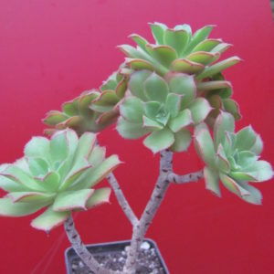 Aeonium