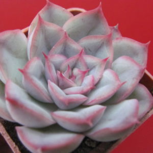 Echeveria  hybr.