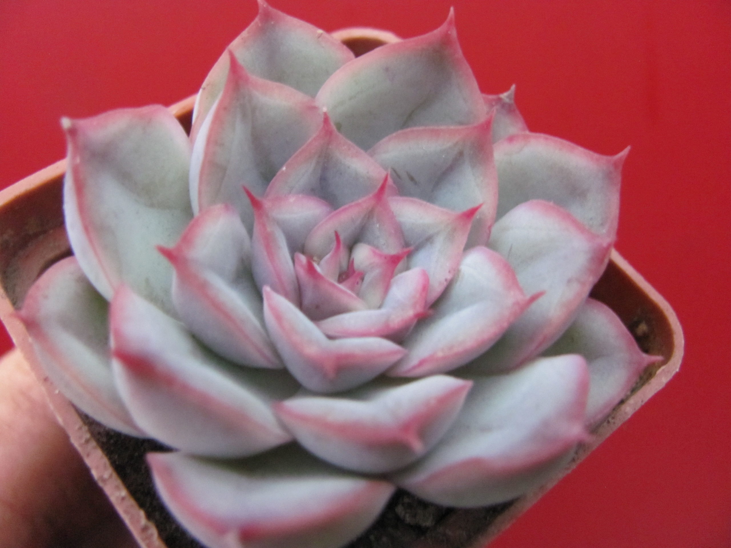 Echeveria  hybr.