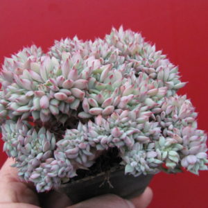 Echeveria   ramillete