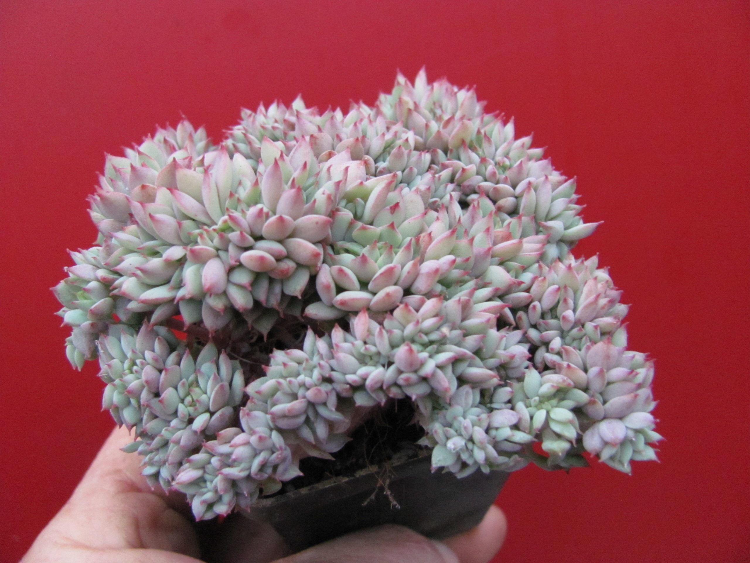 Echeveria ramillete