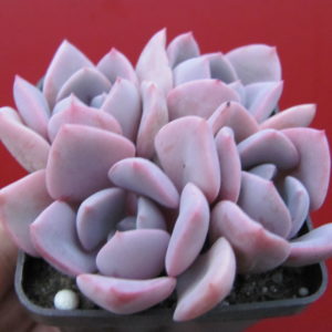 Echeveria Debbie