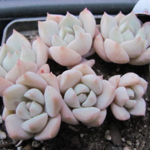 Echeveria   Titubans
