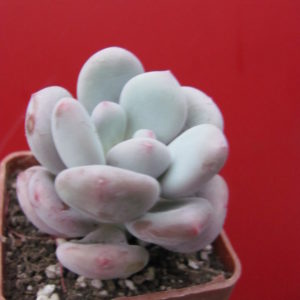 Pachyphytum    oviferum  hybr.