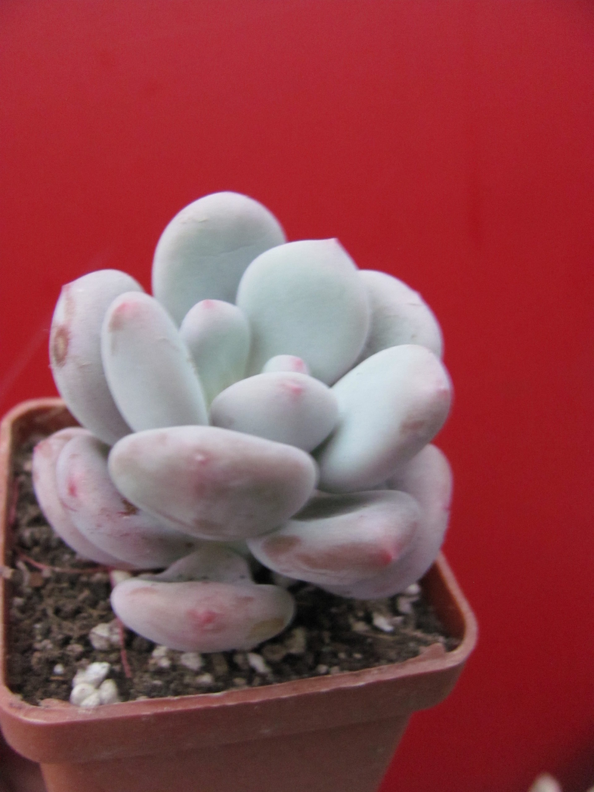 Pachyphytum    oviferum  hybr.