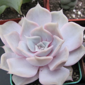 Echeveria   lilacina  Rosea