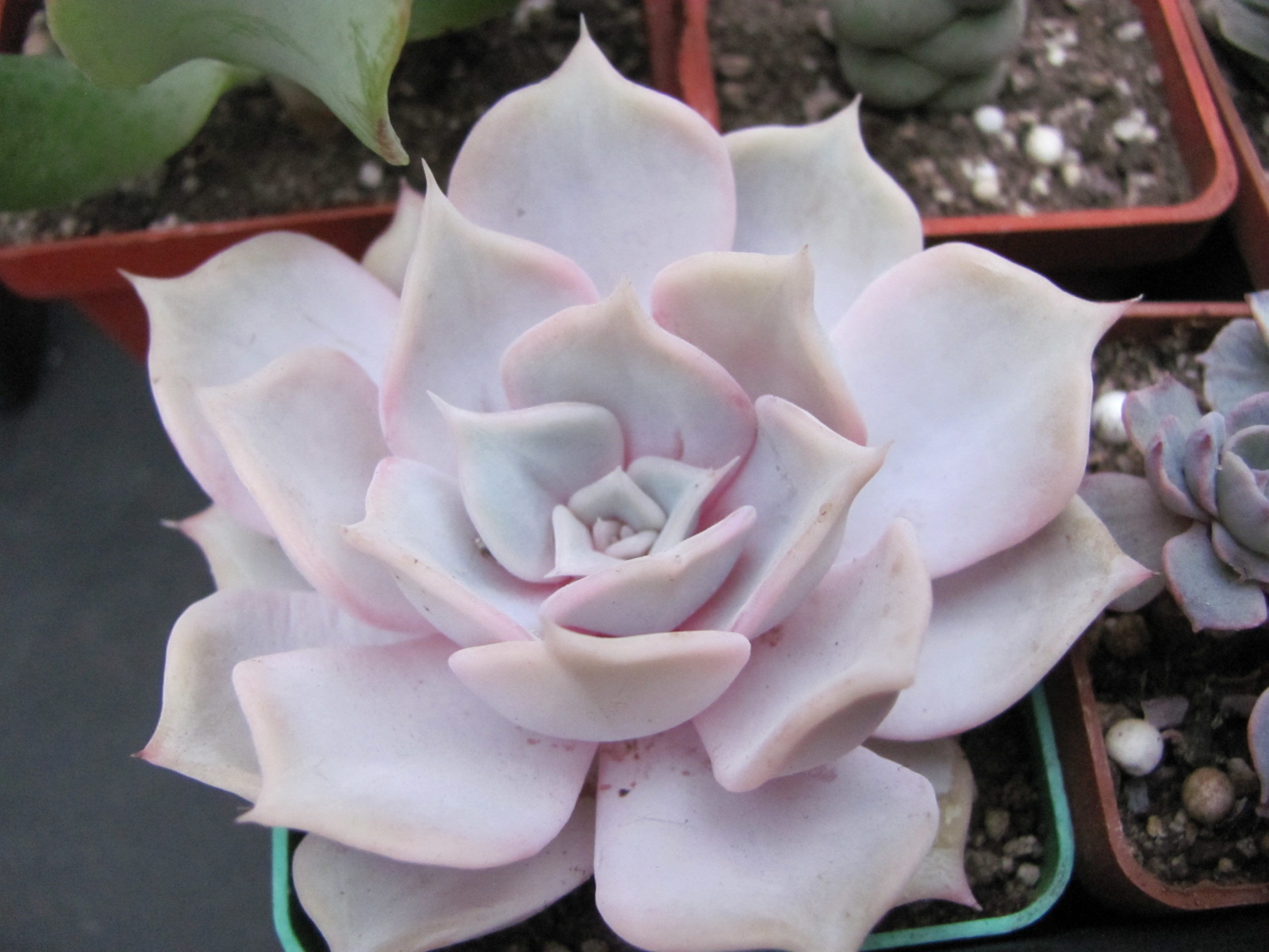 Echeveria lilacina Rosea