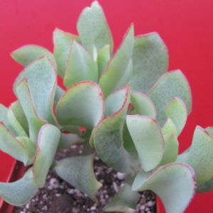 Crassula Blue Bird