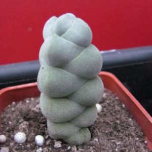 Crassula plegmatoides