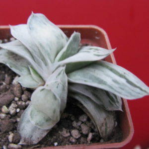 Gasteria Sat Sato no Matsu