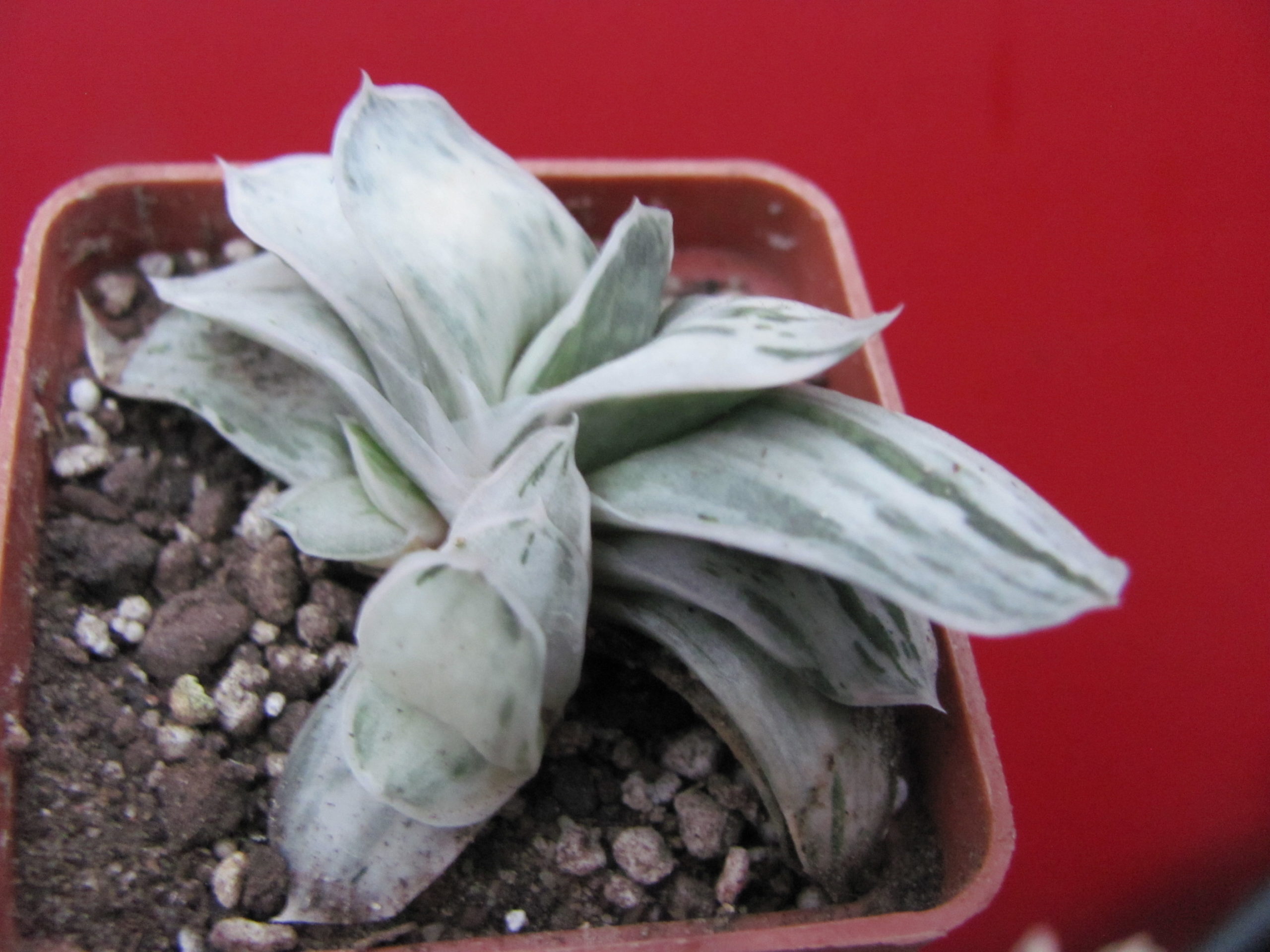 Gasteria Sat Sato no Matsu