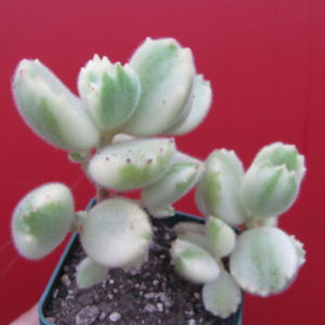 Cotyledon tomentosa  variegata