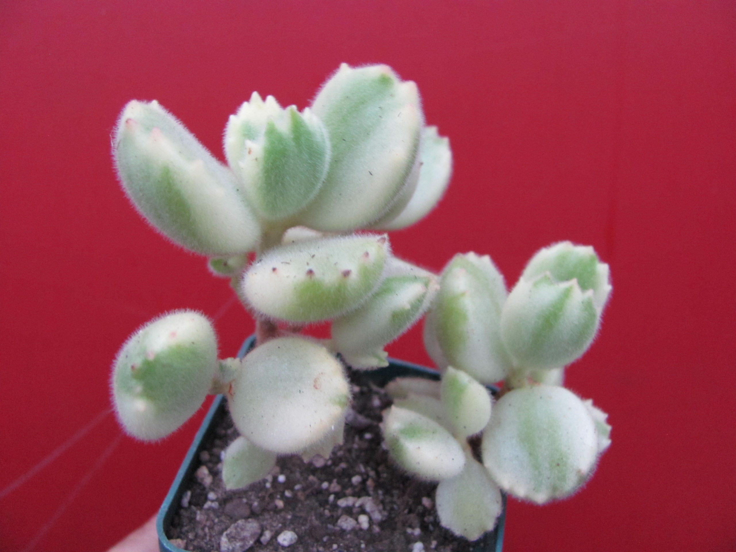 Cotyledon tomentosa  variegata