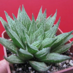 Haworthia    *Sugar Candy*