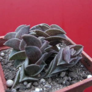 Tradescantia    navicularis