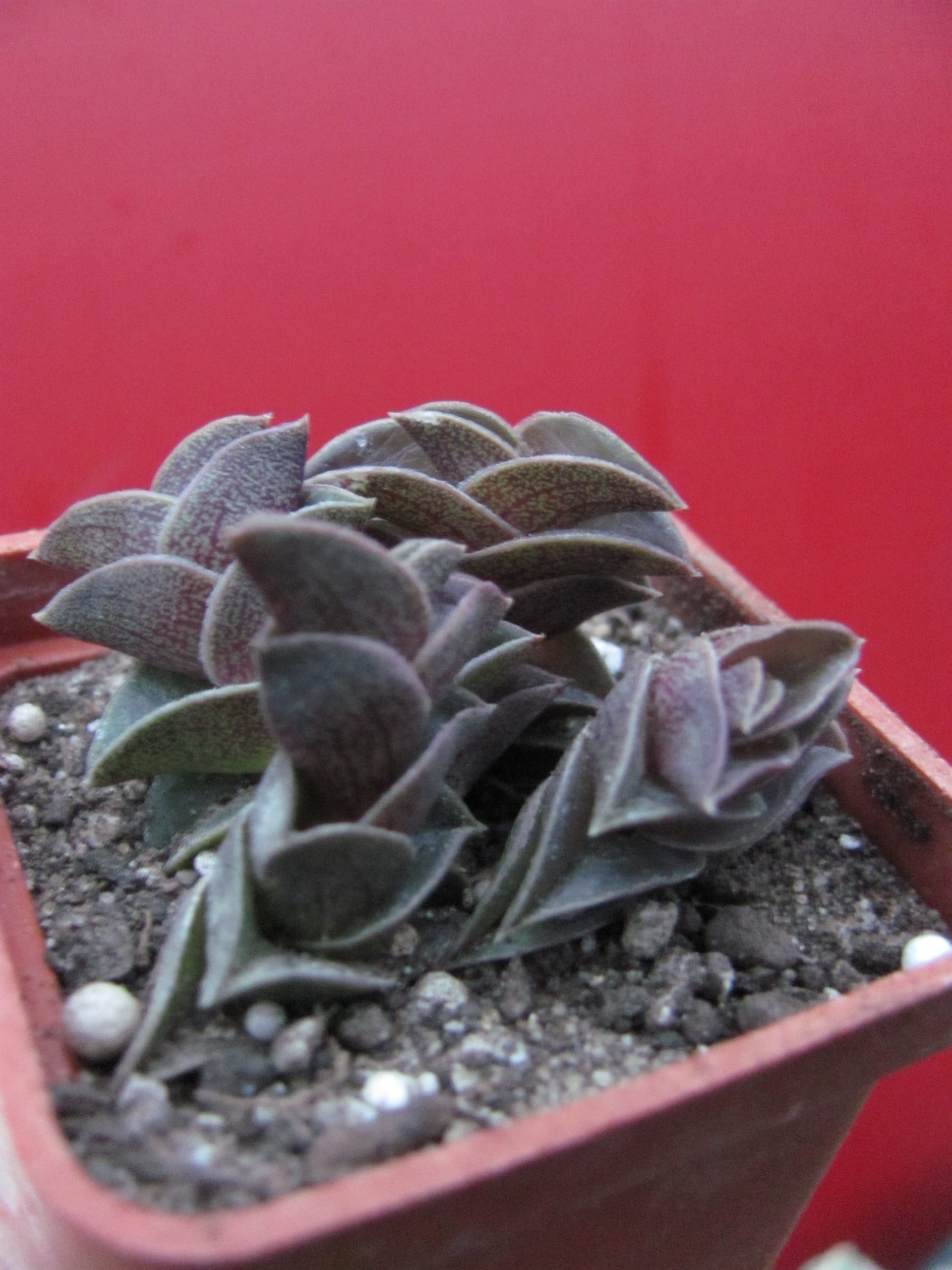 Tradescantia    navicularis
