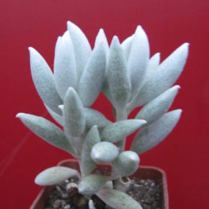 Senecio haworthioides
