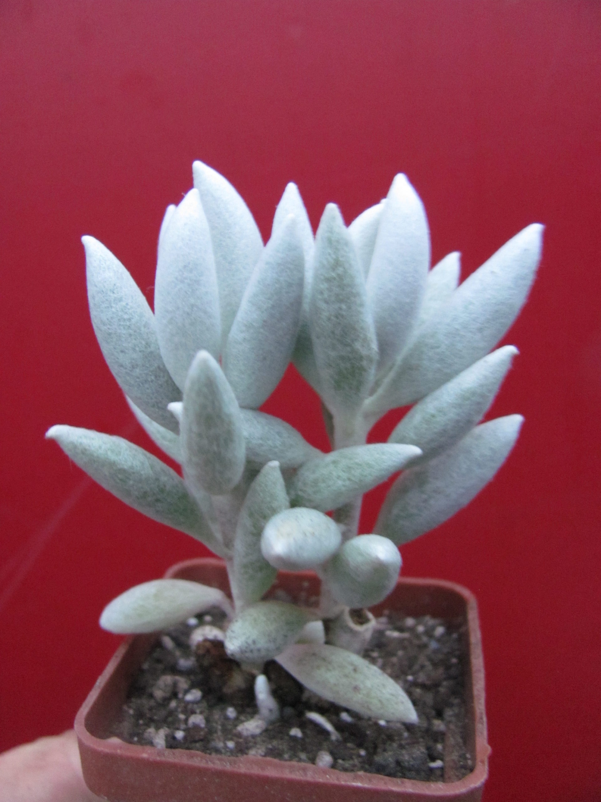 Senecio haworthioides