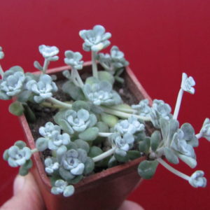 Sedum  spathulifolium   *Cape Blanco*